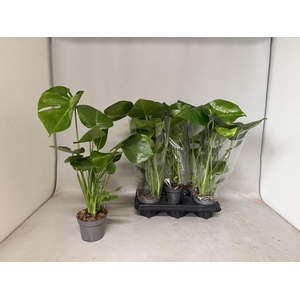 MONSTERA DELICIOSA