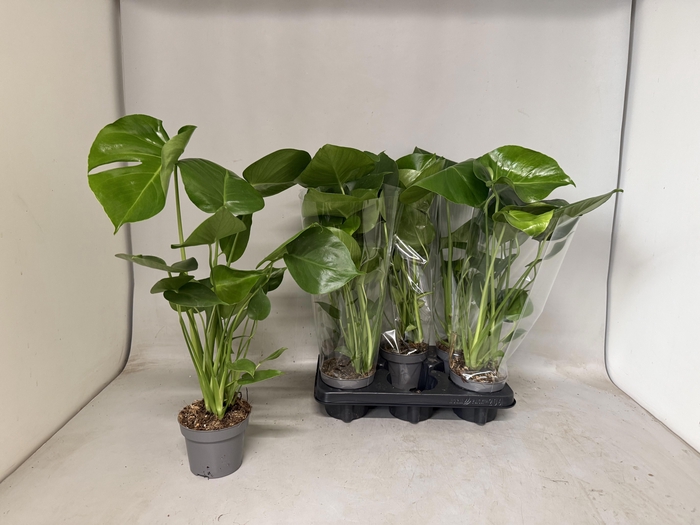 <h4>MONSTERA DELICIOSA</h4>