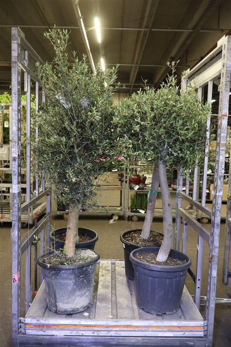 <h4>arr8 Olea Europaea</h4>