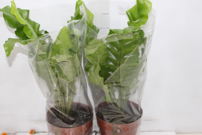 <h4>ASPLENIUM NIDUS P17</h4>