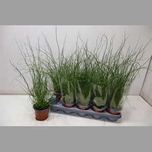 Juncus Ef Spiralis