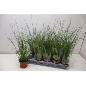 Juncus Ef Spiralis