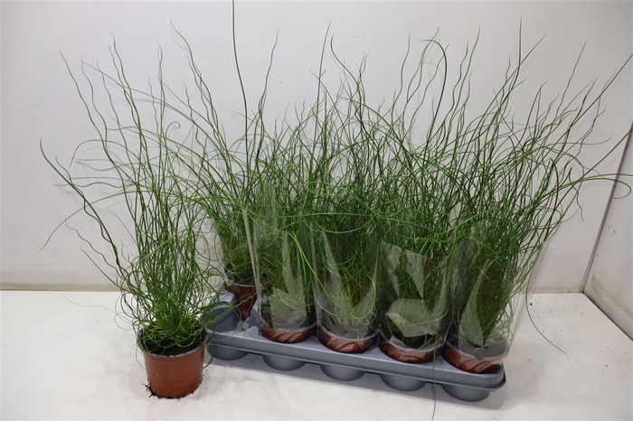 <h4>Juncus Ef Spiralis</h4>