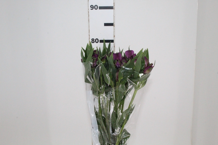 <h4>ALSTROEMERIA XANADU 080 CM ROXO</h4>