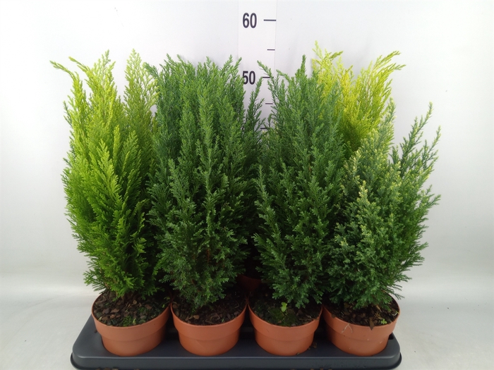 <h4>Conifers   ...mix</h4>