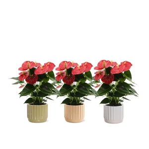 Anthurium Esudo in Liam 4 ceramics