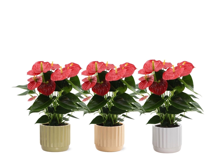 <h4>Anthurium Esudo in Liam 4 ceramics</h4>
