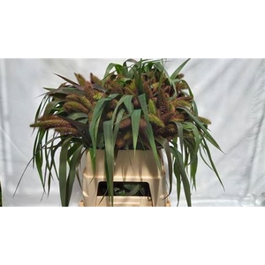 Siergras Setaria It Red Jewel