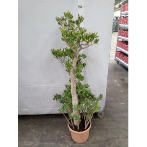 Crassula ovata 'Hobbit'