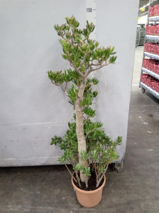 <h4>Crassula ovata 'Hobbit'</h4>