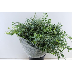 Euca Parvifolia 200gr P Bunch