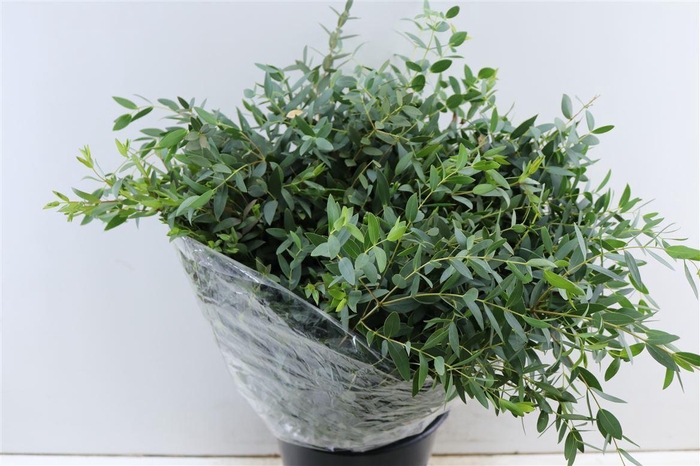 <h4>Euca Parvifolia 200gr P Bunch</h4>