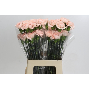 Dianthus St Novia