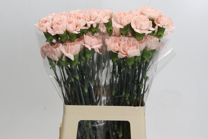 <h4>Dianthus St Novia</h4>