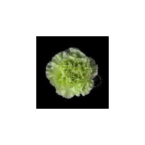 Dianthus st midori