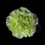 <h4>Dianthus st midori</h4>