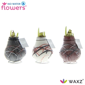 No Water Flowers Waxz® Art v Gogh
