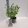 Ceanothus x pallidus Marie Simon