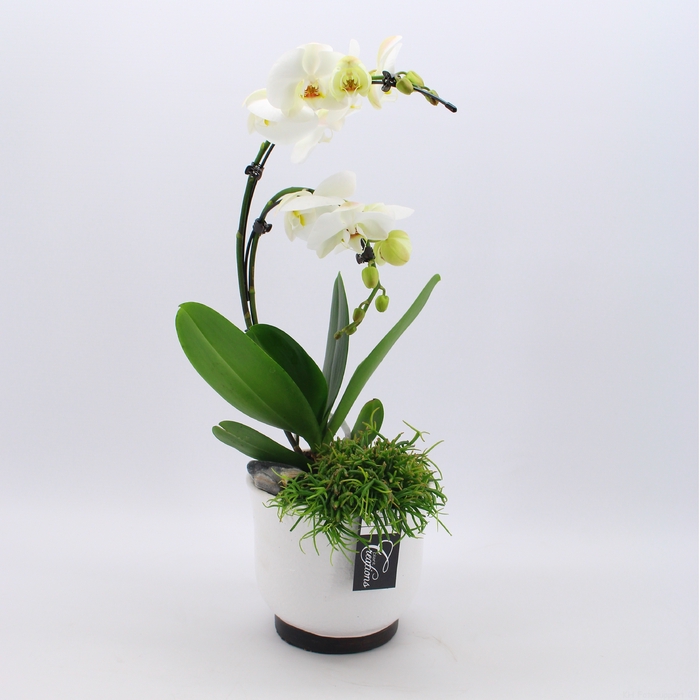 <h4>PHAL-2436 Phalaenopsis creatie</h4>