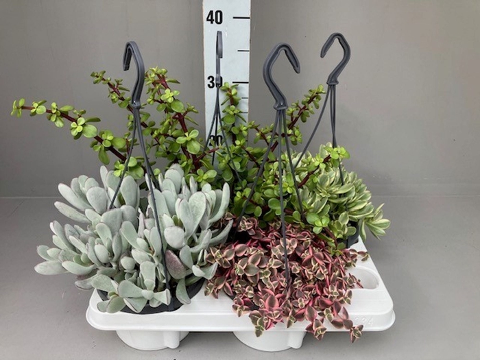 Succulenten Mix