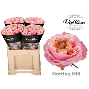 R GR NOTTING HILL