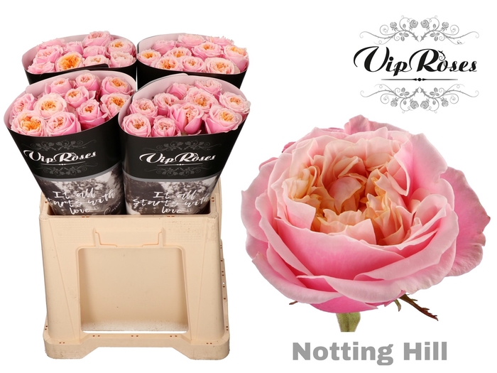 R GR NOTTING HILL