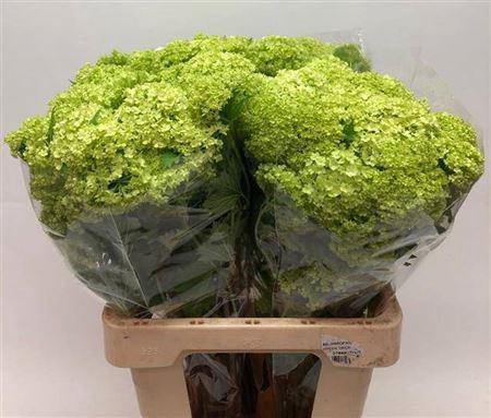 <h4>Viburnum Roseum St</h4>