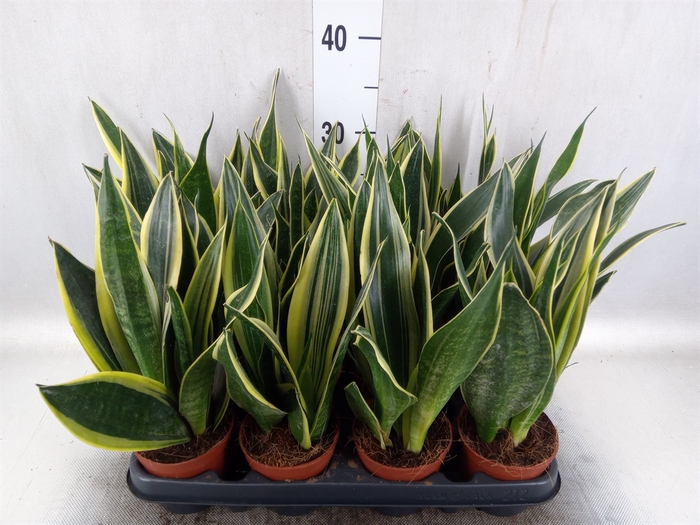 <h4>Sansevieria trifa.   ...</h4>