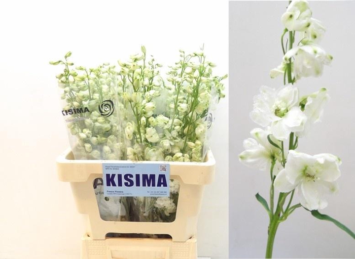 <h4>DELPH DU GUARD WHITE</h4>