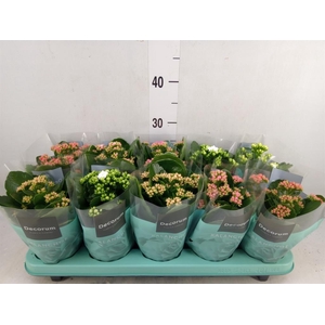 Kalanchoe blos.   ..rosebud mix  5