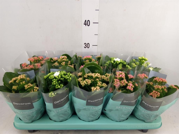 <h4>Kalanchoe blos.   ..rosebud mix  5</h4>
