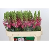 Antirrhinum Avignon Rose
