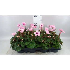 Cyclamen KL 'Illusia'