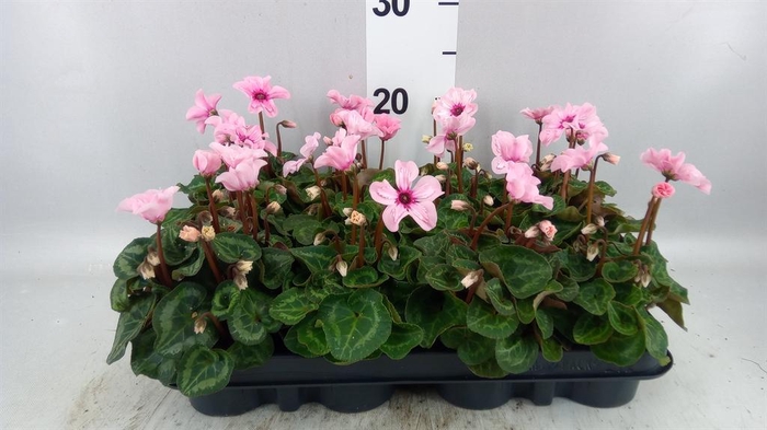 <h4>Cyclamen KL 'Illusia'</h4>