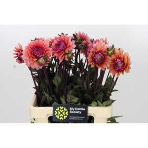 Dahlia Sweet Sanne