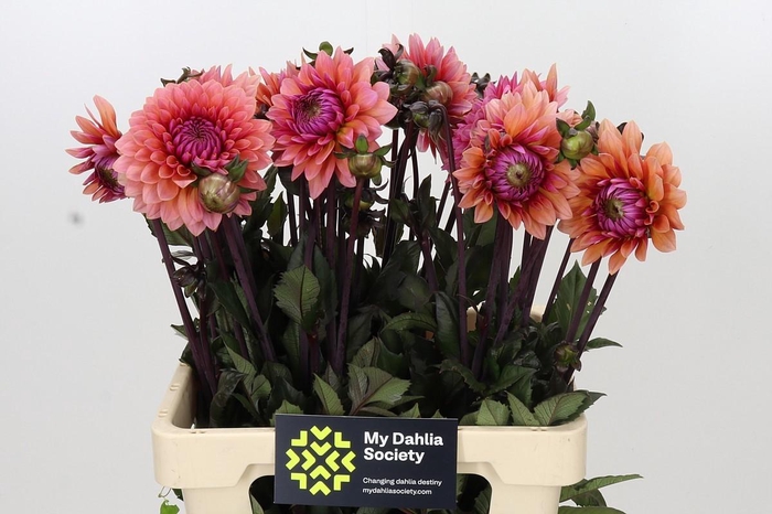 <h4>Dahlia Sweet Sanne</h4>