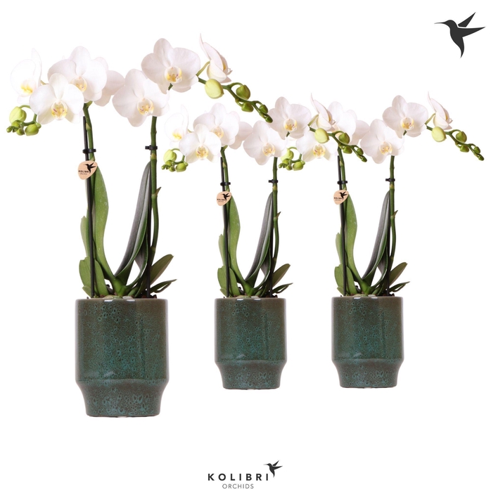 <h4>Kolibri Orchids Phalaenopsis white 2 spike in Classy pot green</h4>
