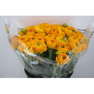 Ran Cloni Sup Solaris