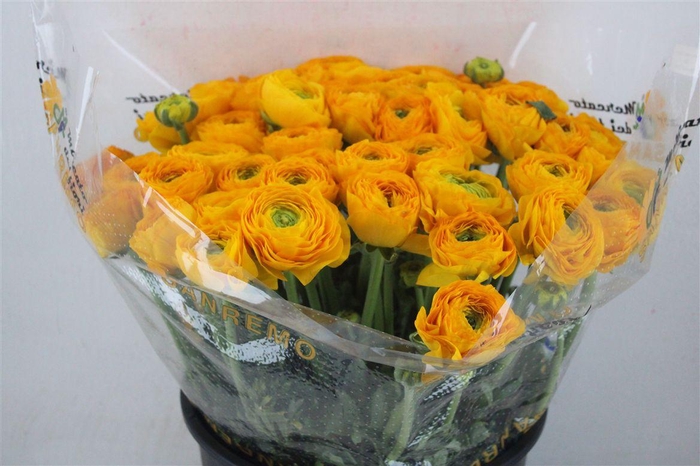 <h4>Ran Cloni Sup Solaris</h4>