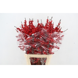 ILEX VE RODE BES 100CM