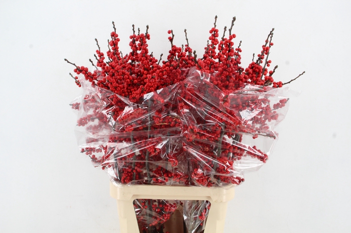 <h4>ILEX VE RODE BES 100CM</h4>