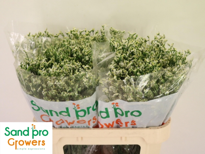 <h4>LIM SIN COOL DIAMOND</h4>