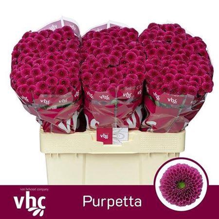 <h4>Chr San Aaa Purpetta</h4>