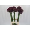 Allium Cherry
