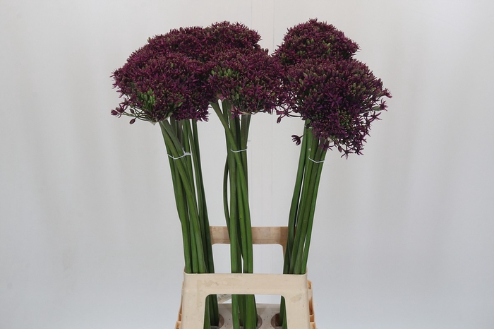 Allium Cherry