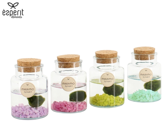 <h4>90938: Marimo arrangement</h4>