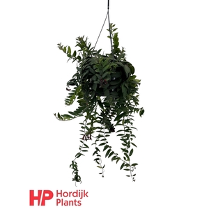 Aeschynanthus 'Caro Improved'