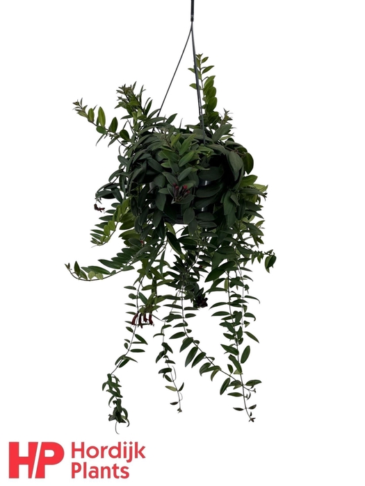 <h4>Aeschynanthus 'Caro Improved'</h4>