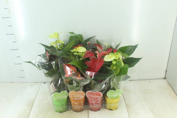 <h4>ANTHURIUM VARIADO P09</h4>