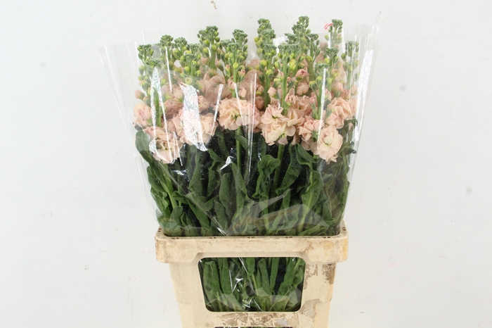 <h4>MATTH IRON APRICOT</h4>